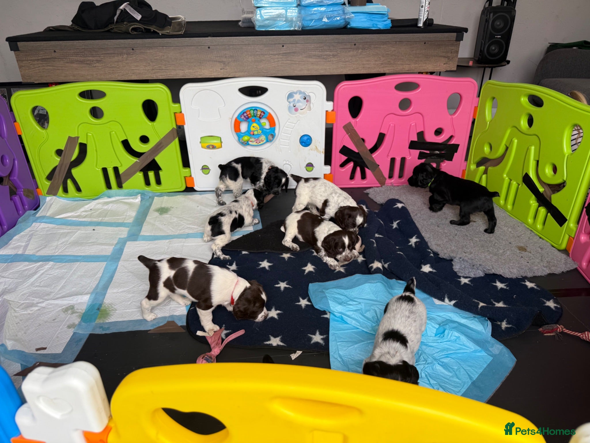 Sprocker dogs girl Working sproker pups,  - Advert 2
