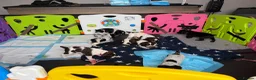 Sprocker dogs for sale: Last girl Working sproker pup - Advert 2