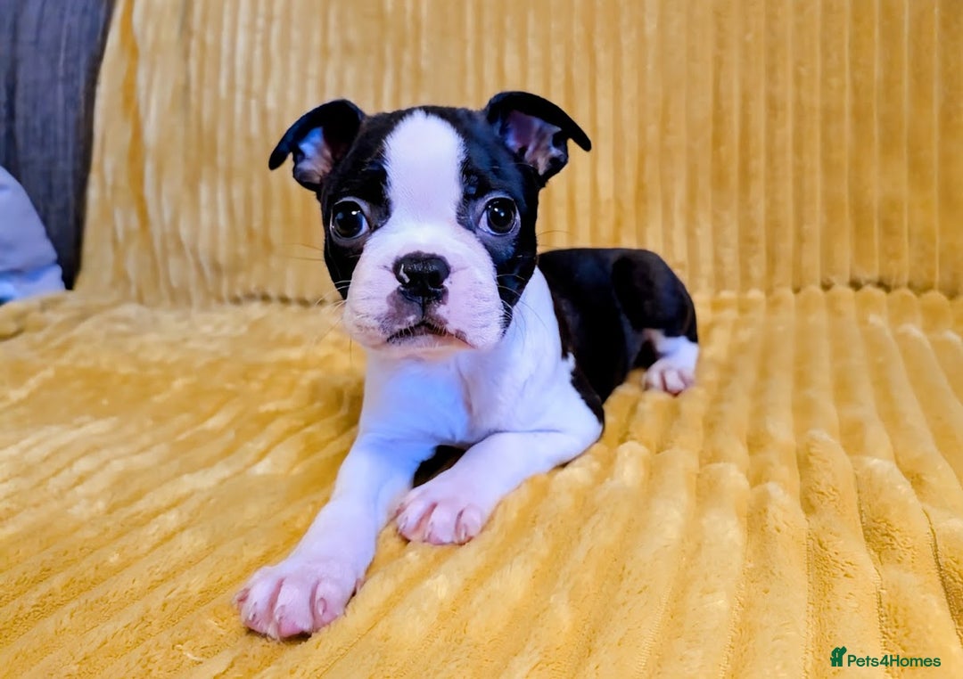 Boston Terrier dogs for sale: Adorable KC reg Boston Terrier Puppies - Image 3