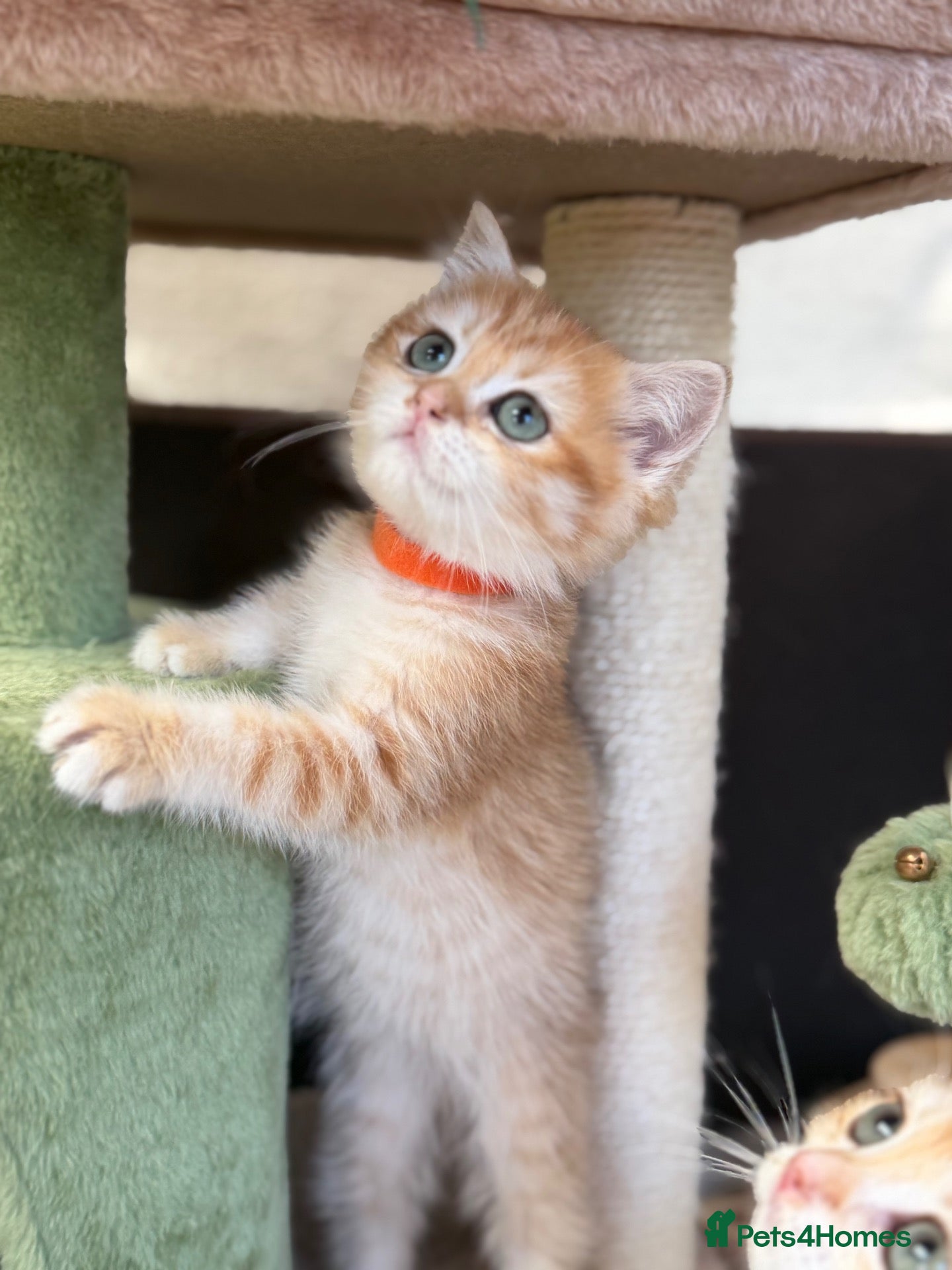 British Shorthair cats British shorthair golden kittens TICA - Advert 12