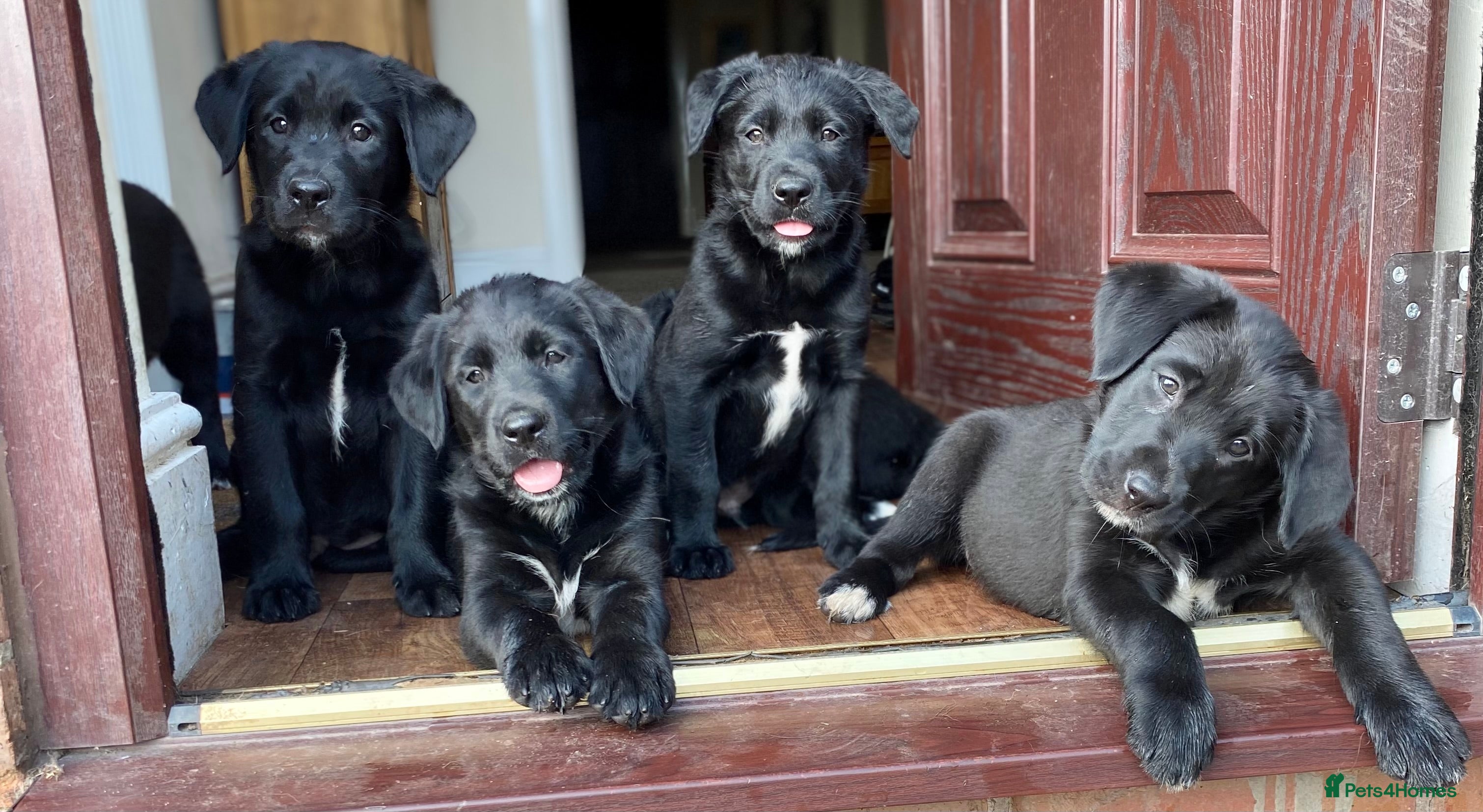 Borador dogs Beautiful Borador puppies ready now - Advert 14