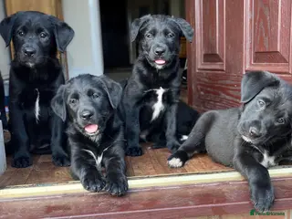 Borador dogs Beautiful Borador puppies ready now - Advert 16