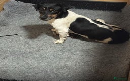 Jack Russell dogs for sale: 💙 4 beautiful Jack Russell’s 🩷 - Image 10