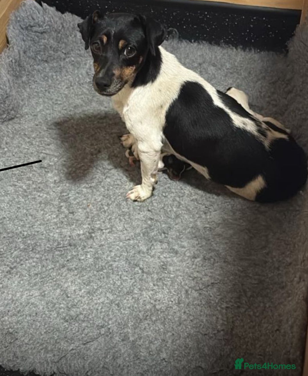Jack Russell dogs for sale: 💙 4 beautiful Jack Russell’s 🩷 - Image 10