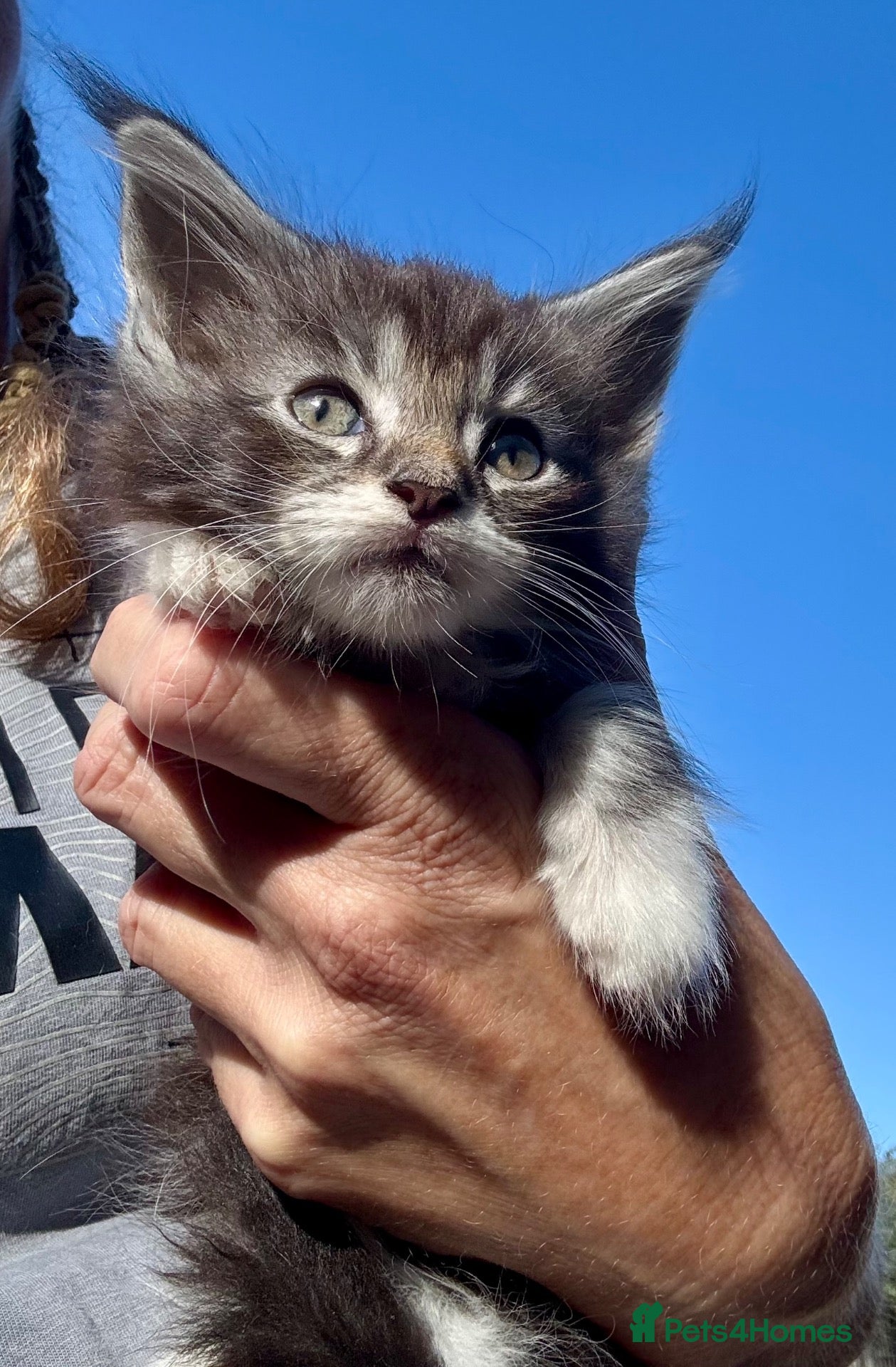 Maine Coon cats Full maine coon kittens ready now - Advert 2