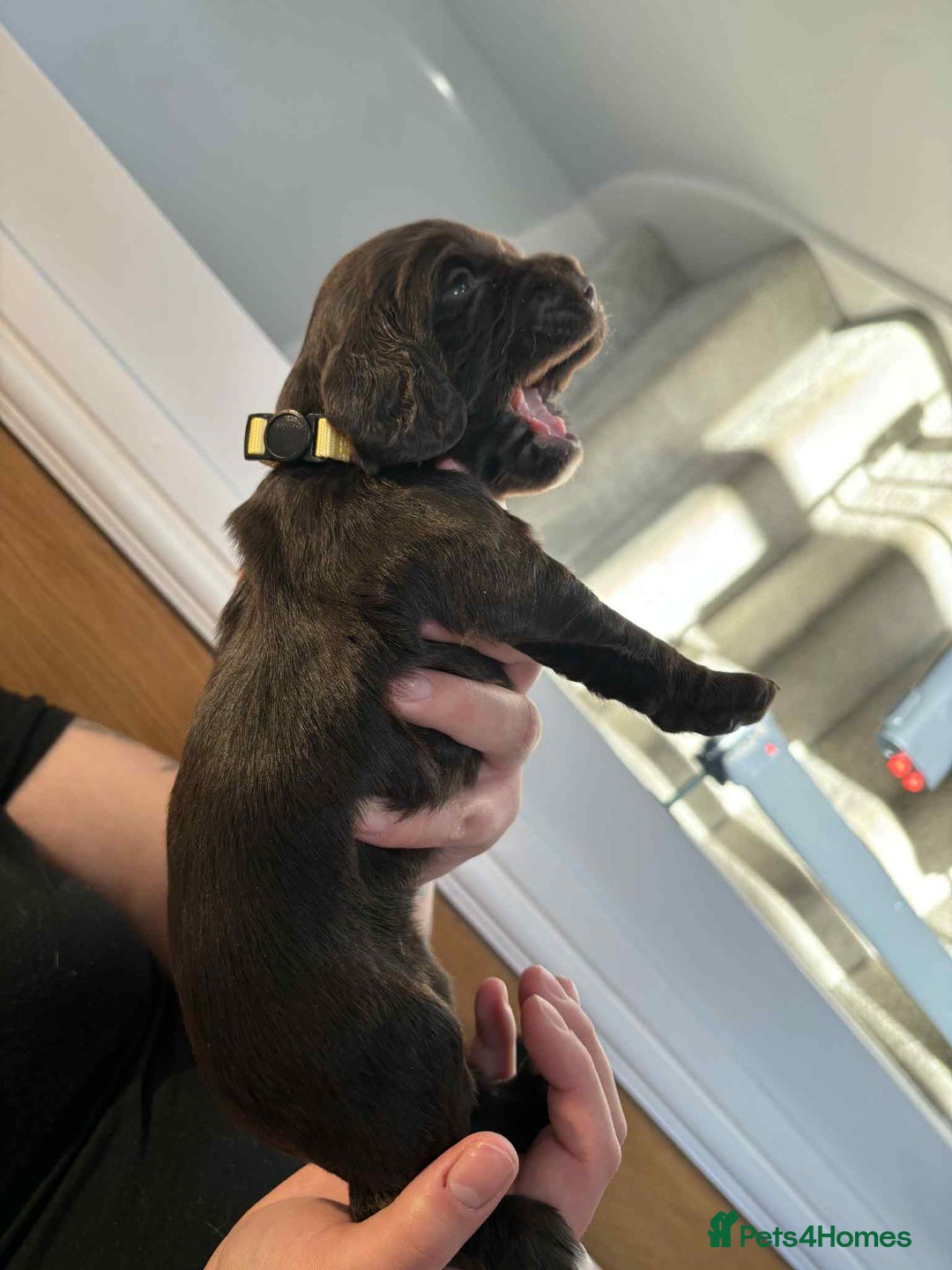 Cocker Spaniel dogs for sale: Working Cocker Spaniel Puppies - Advert 11