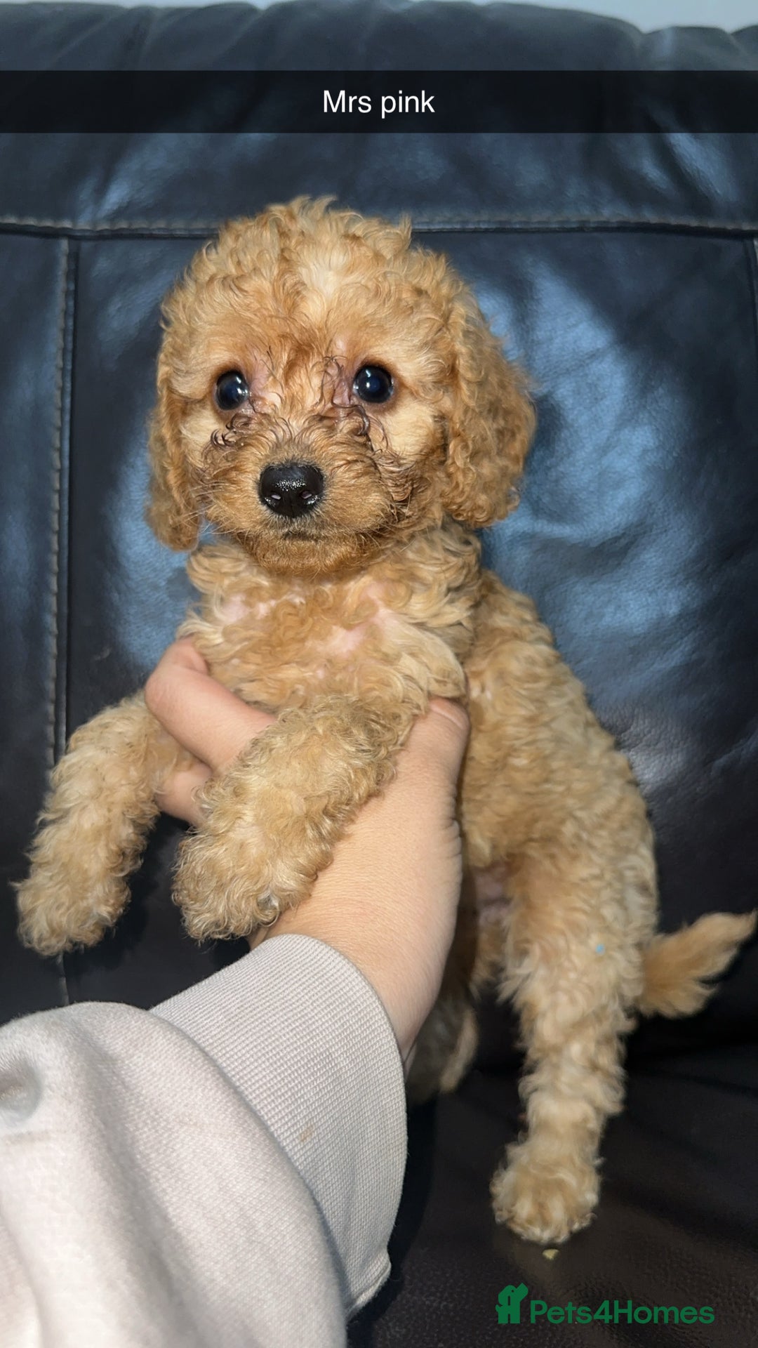 Cockapoo dogs for sale: Miniature cockapoo puppies - Image 13