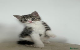 Mixed Breed cats for sale: Gorgeous tabby kittens are looking for new home  - Image 19