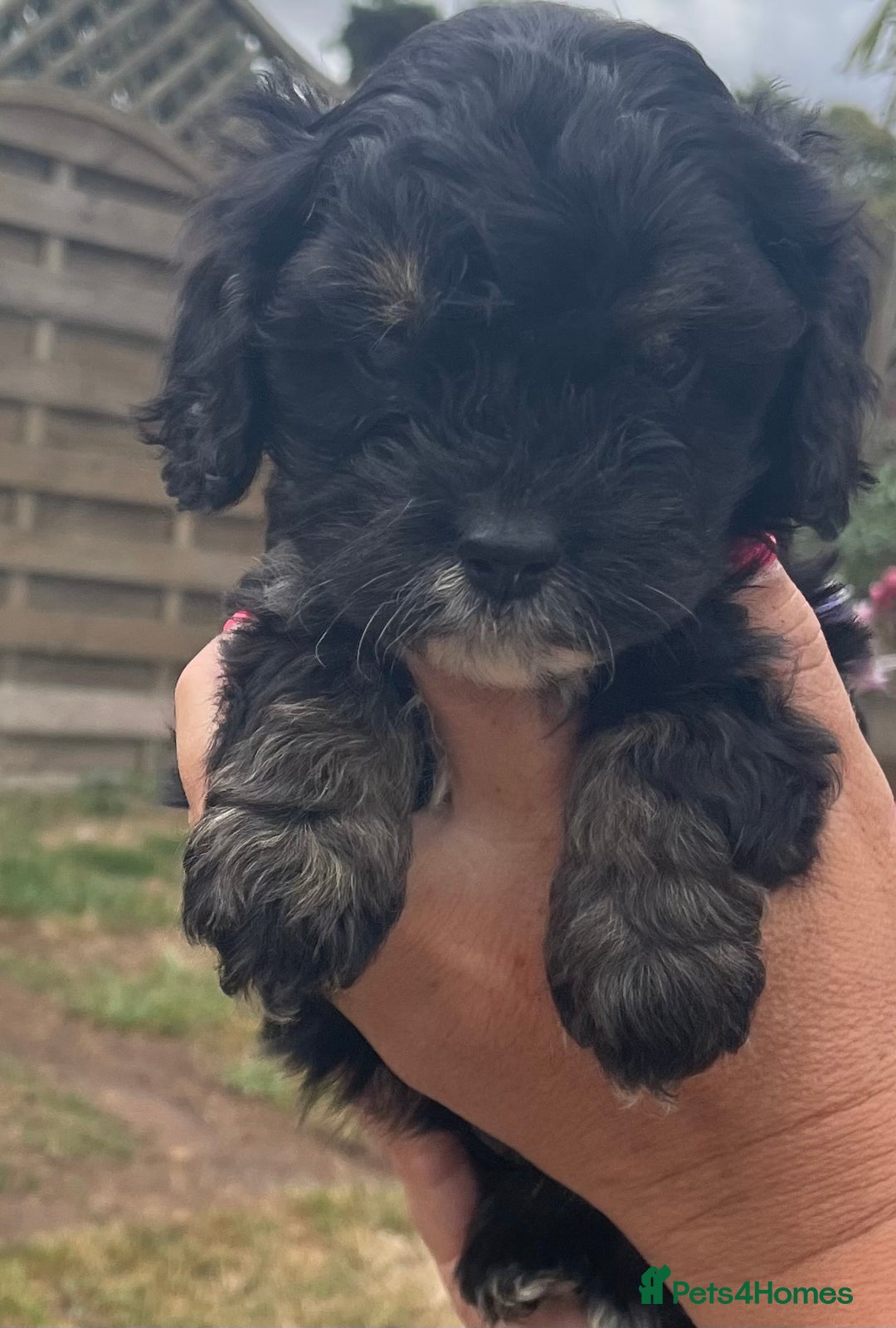 Cavapoo dogs for sale: Stunning Cavapoo puppies  - Image 7