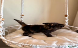 Persian cats for sale: Exotic Persians - Image 9