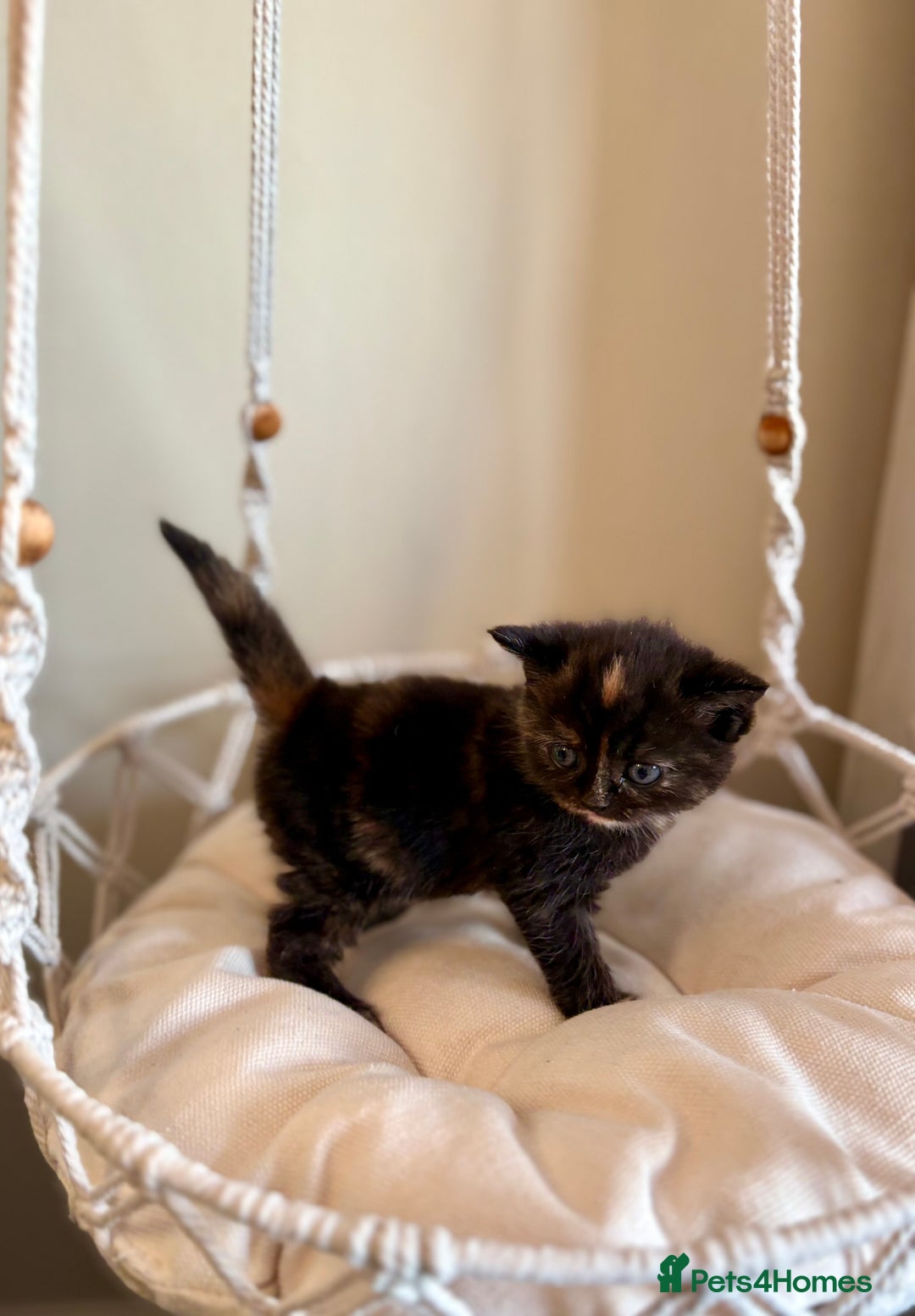 Persian cats for sale: Exotic Persians - Image 9