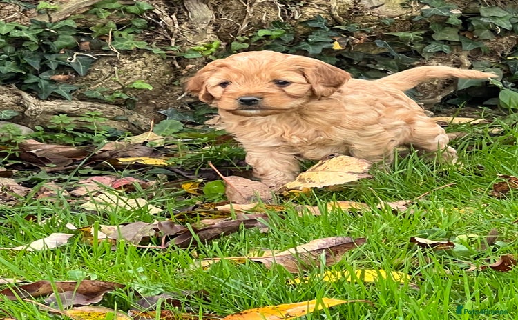 Cockapoo dogs - Advert 1