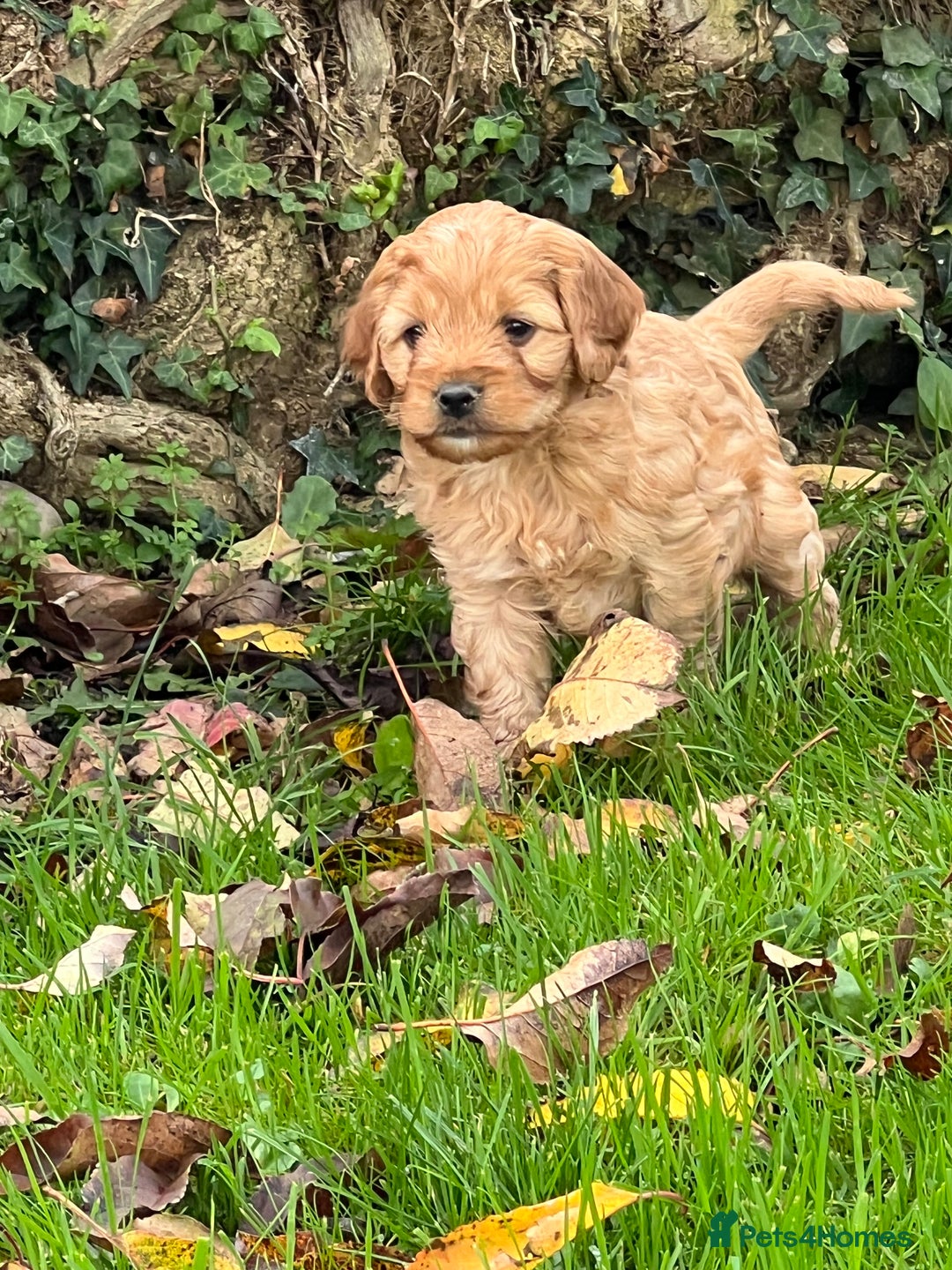 Cockapoo dogs for sale: F1b Toy Cockapoos 5⭐️ Licensed Breeder DNA Clear - Image 2