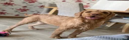 Hungarian Vizsla dogs for sale: Wirehaired Hungarian Vizsla 💕 - Advert 4