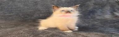 Siberian 4