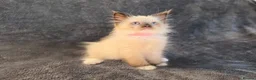 Siberian cats for sale: Siberian babies looking for their fureva homes - Advert 7