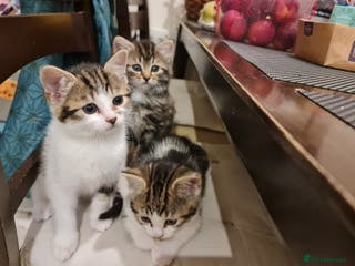 Mixed Breed cats ***Five Kittens For Sale*** - Advert 17