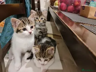 Mixed Breed cats ***Five Kittens For Sale*** - Advert 9