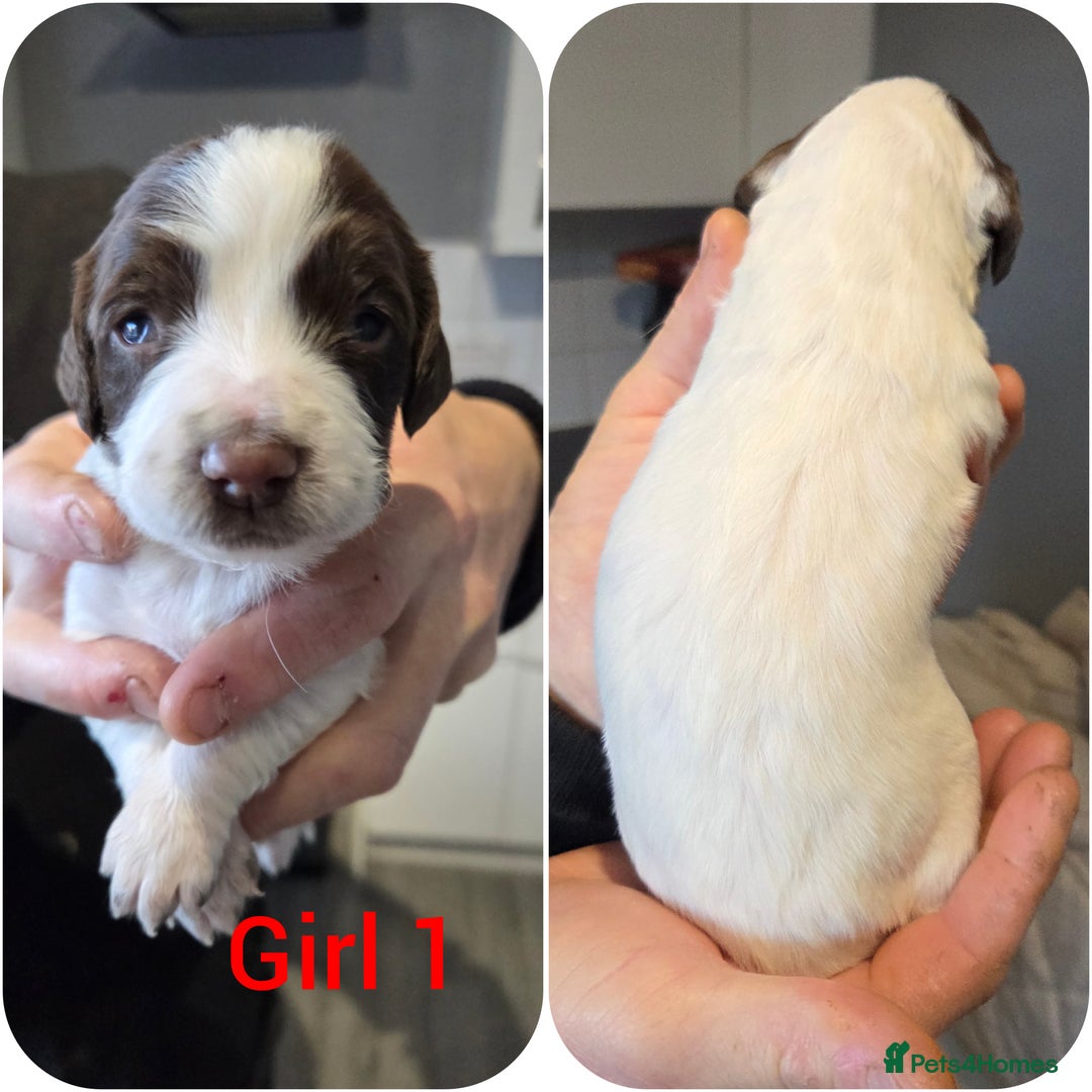 English Springer Spaniel dogs for sale: Springer spaniel puppies  - Advert 2
