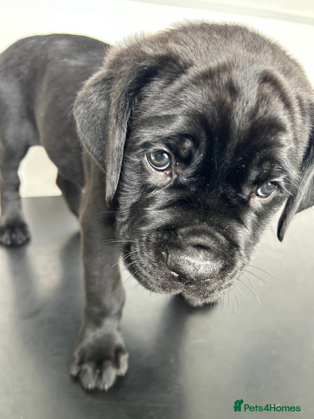 Mixed Breed dogs for sale: Adorable Rottweiler Dogue de Bordeaux x Cane Corso - Image 7