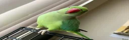 Parrots birds for sale: Tamed baby ring neck talking parrot in Wembley - Advert 2