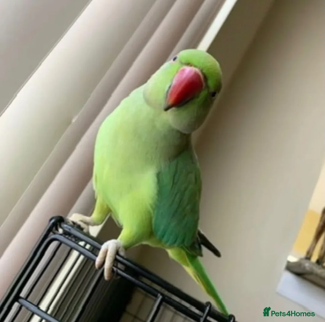 Parrots birds for sale: Tamed baby ring neck talking parrot in Wembley - Advert 2