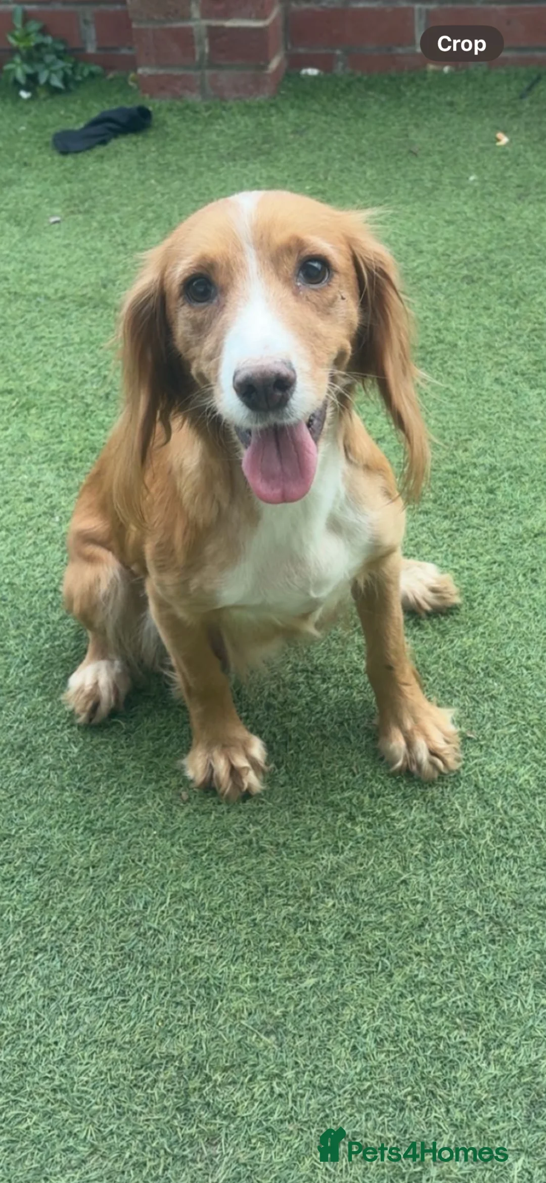 Cockapoo dogs for sale: Cockerpoo Puppies - Advert 2