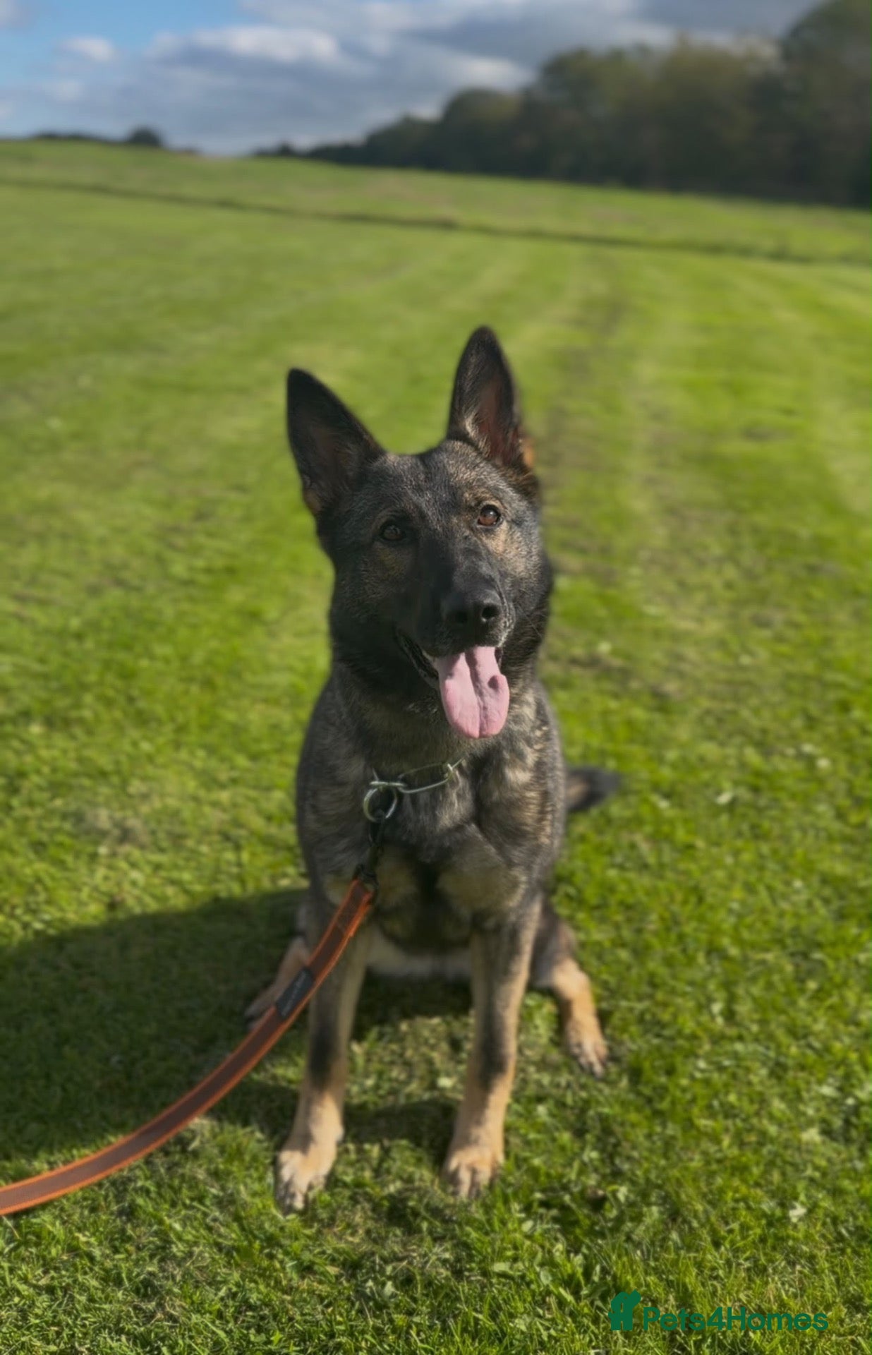 German Shepherd dogs Czech import super pedigree health tested female - Advert 3