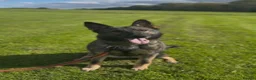 German Shepherd dogs for sale: Czech import super pedigree health tested female - Advert 1