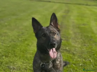 German Shepherd dogs Czech import super pedigree health tested female - Advert 17