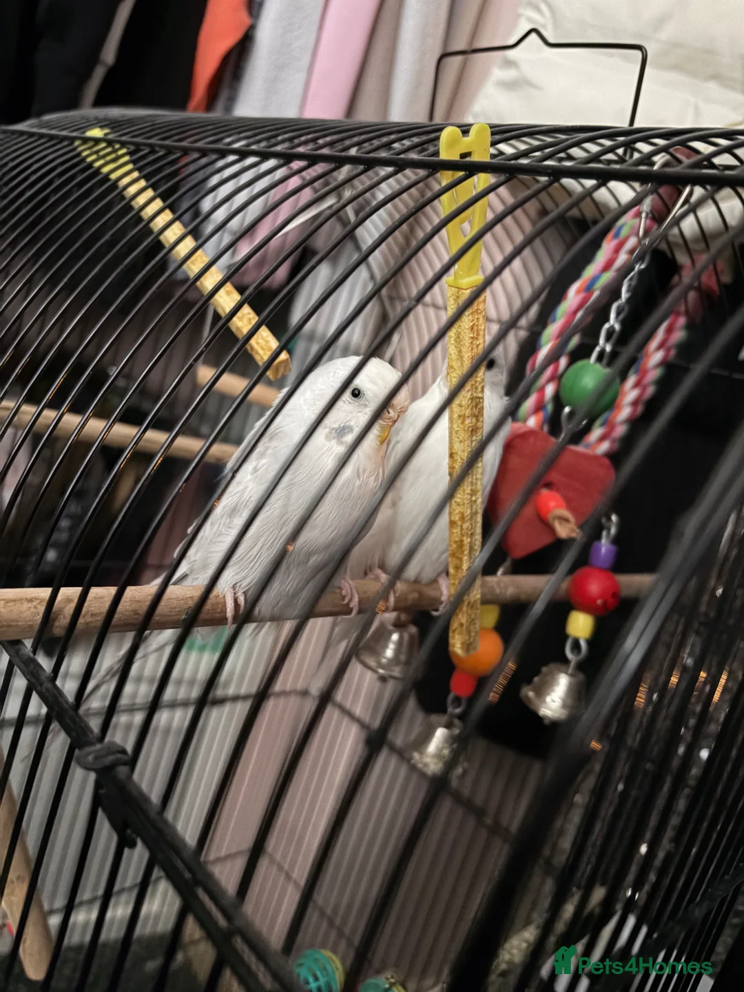 Budgerigars birds for sale: Two male budgies  in Holywood - Advert 4