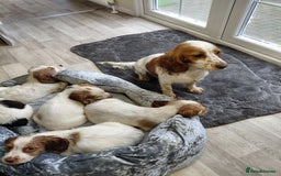 Sprocker dogs for sale: *BEAUTIFUL SPROKER PUPPIES * - Advert 9