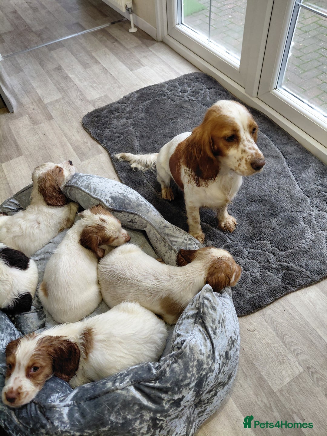 Sprocker dogs for sale: *BEAUTIFUL SPROKER PUPPIES * - Advert 9