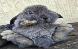 Mini Lop rabbits for sale: Pure bred Mini Lop Bunnies - Image 3