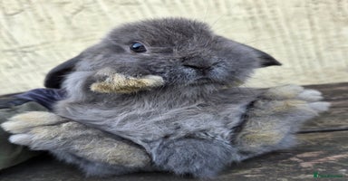 Mini Lop rabbits - Advert 4