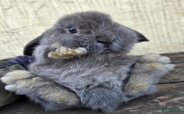 Mini Lop rabbits - Advert 15
