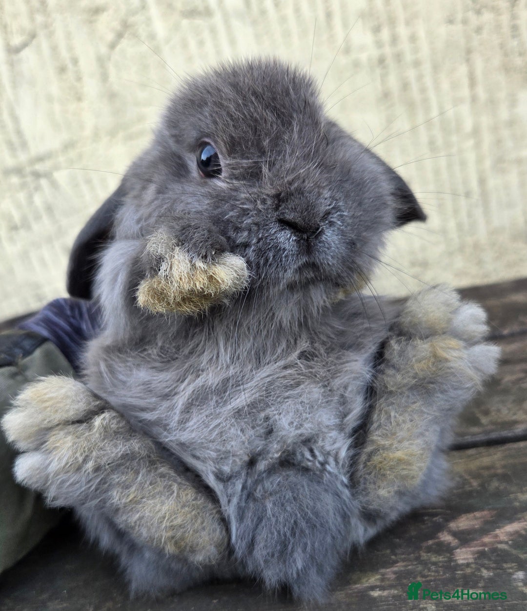 Mini Lop rabbits for sale: Pure bred Mini Lop Bunnies - Image 3