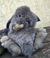 Mini Lop rabbits - Advert 4