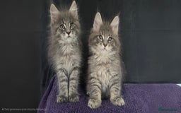 Maine Coon cats for sale: Maine coon kittens ready  - Image 1