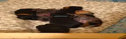 Jackshund dogs for sale: Dapple and black and tan Jackshund puppies - Advert 9