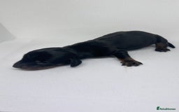 Miniature Dachshund dogs for sale: Miniature Dachshund - 1 Black and tan girl left - Image 22