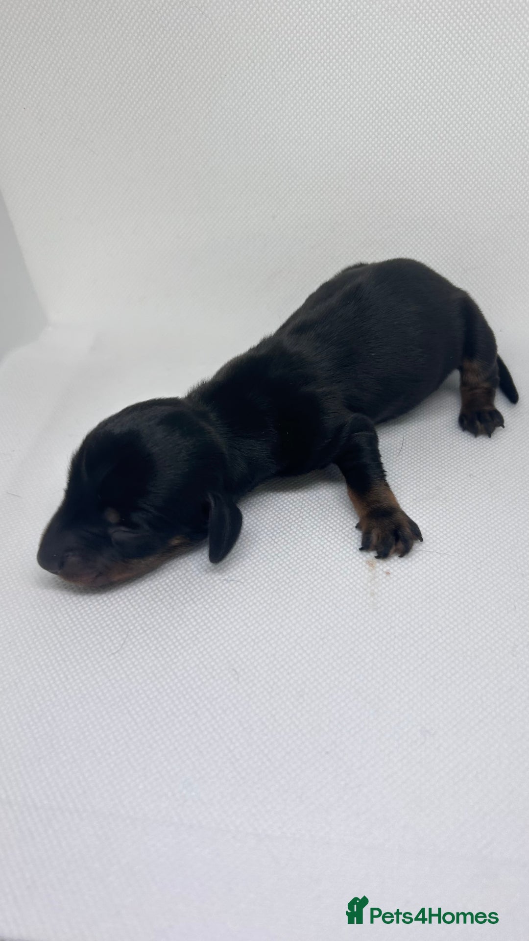Miniature Dachshund dogs for sale: Miniature Dachshund - 1 Black and tan girl left - Image 22