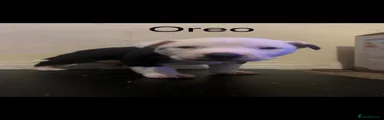 Oreo