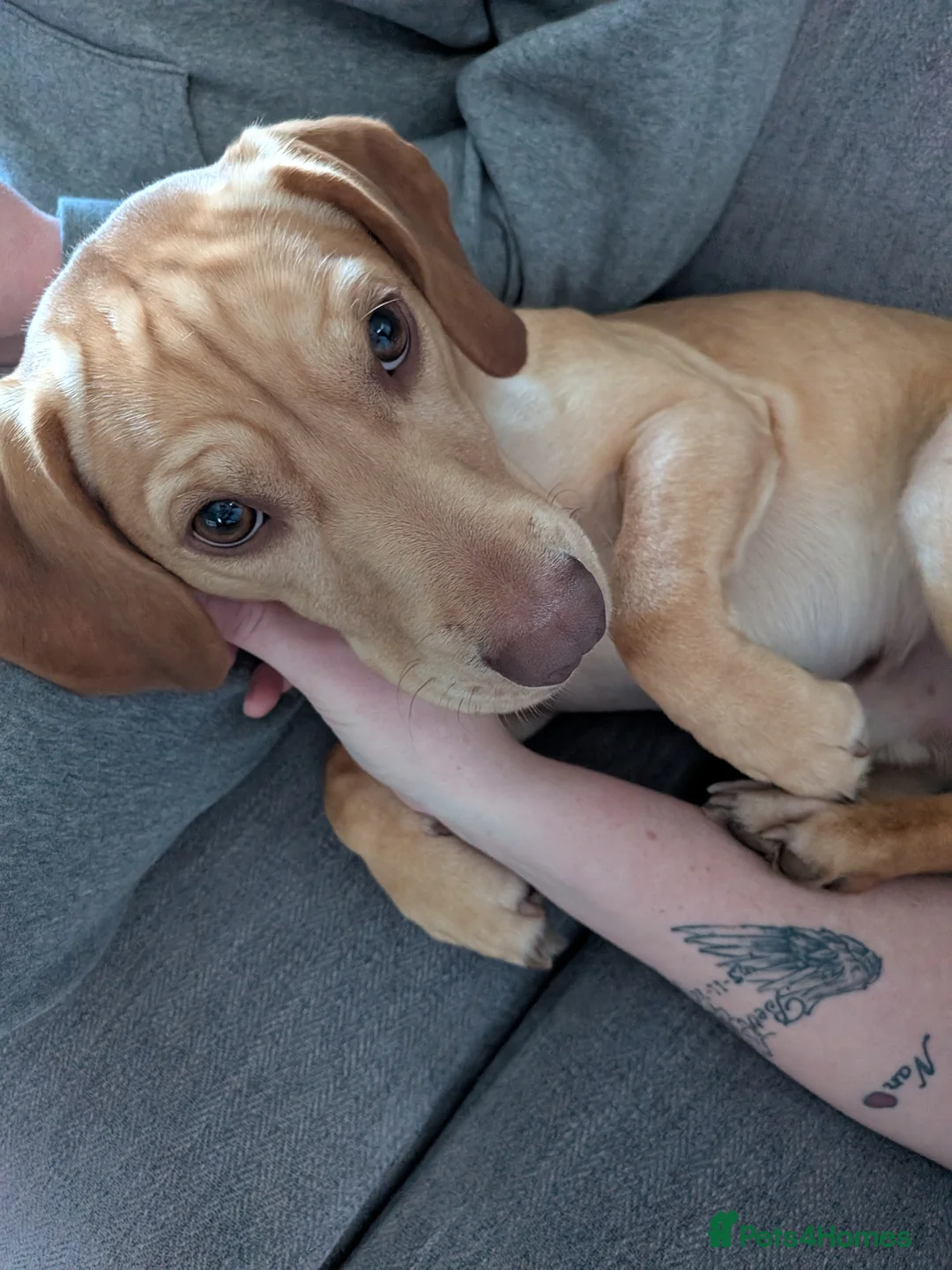 Mixed Breed dogs for stud: Rocky - Advert 3