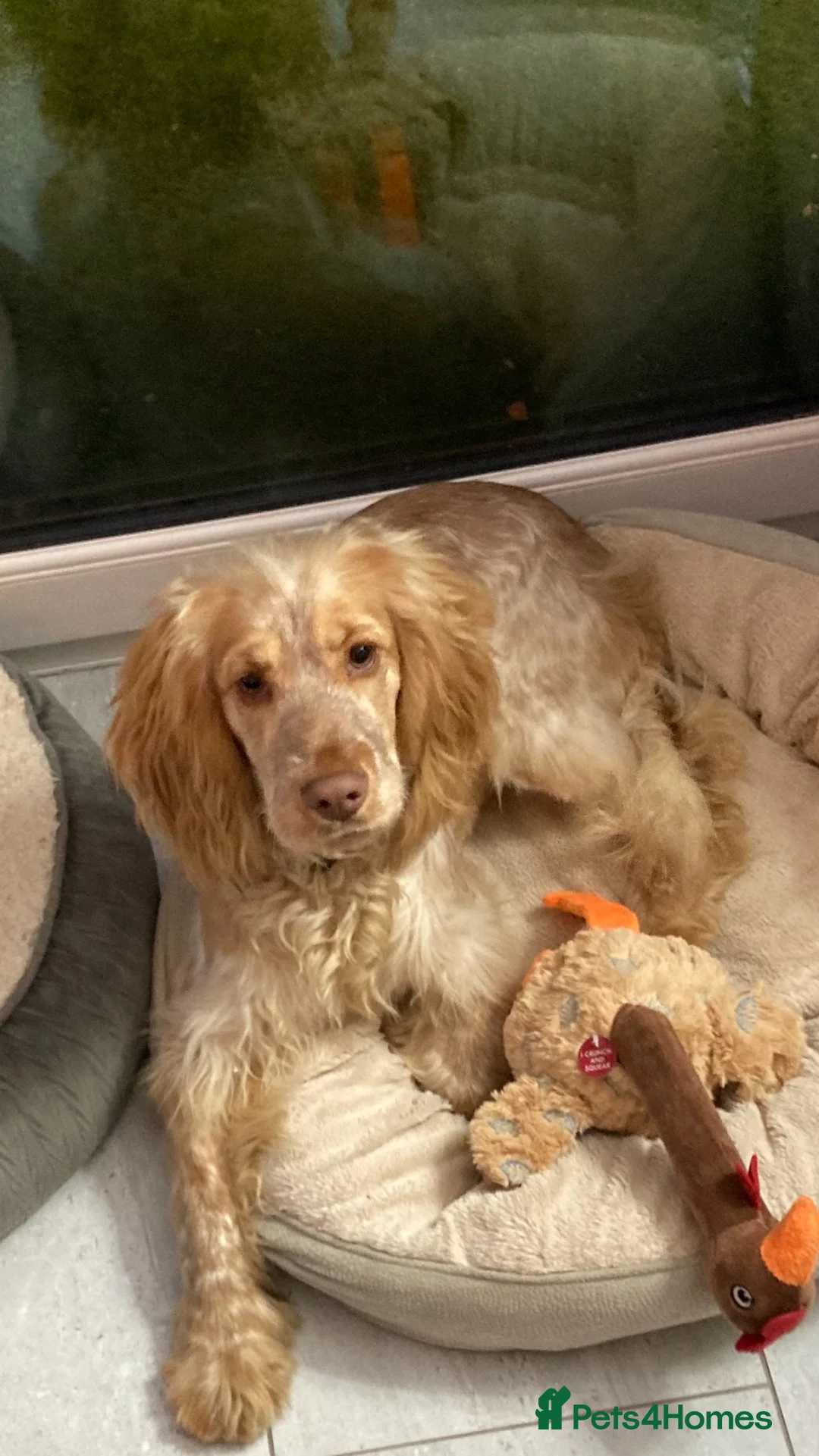 Cocker Spaniel dogs for sale: KC show spaniel last one !!!!! - Advert 1