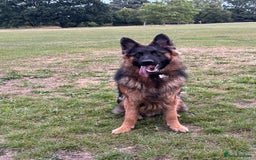 German Shepherd dogs for sale: Rehoming 1 Year Old German Shepherd Male - Image 9