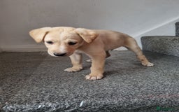 Lurcher dogs for sale: 5 lurcher pups looking for forever homes - Image 12