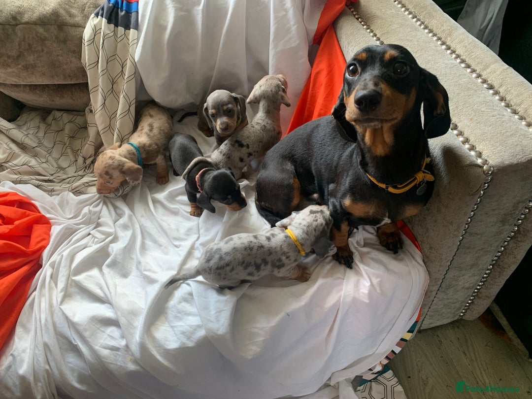 Miniature Dachshund dogs for sale: Miniature dachshund dapples - Image 10