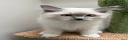 Ragdoll cats for sale: Last 2 STUNNING Ragdoll Kittens Remaining 😍 - Advert 21