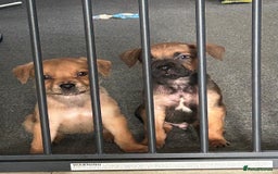 Mixed Breed dogs for sale: Two pretty pups for sale who deserve the best - Image 1